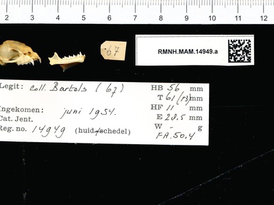 Javan Slit-faced Bat