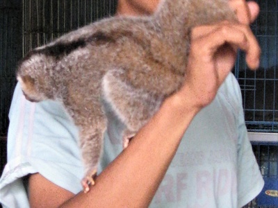 Javan Slow Loris