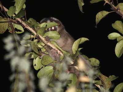 Javan slow loris