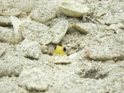 Jawfish