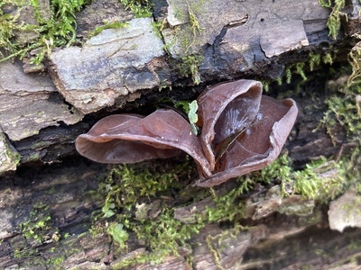 Jelly Ear