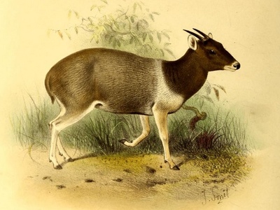 Jentink's Duiker
