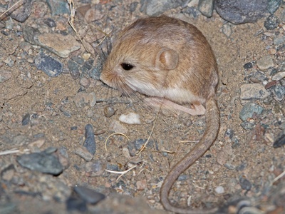 Jerboa