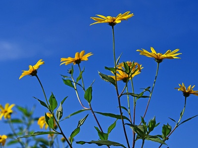 Jerusalem artichoke