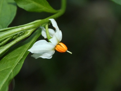 Jerusalem cherry