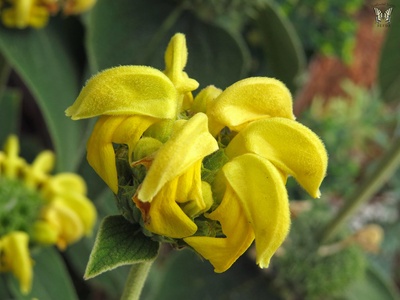 Jerusalem sage