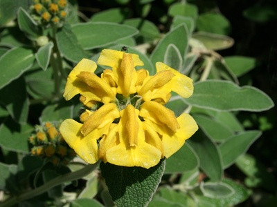 Jerusalem Sage