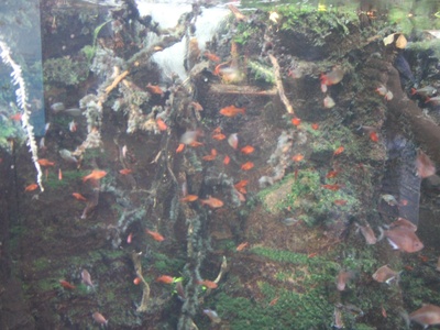 Jewel Tetra