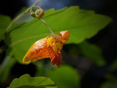 Jewelweed