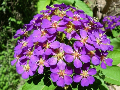 Jiga