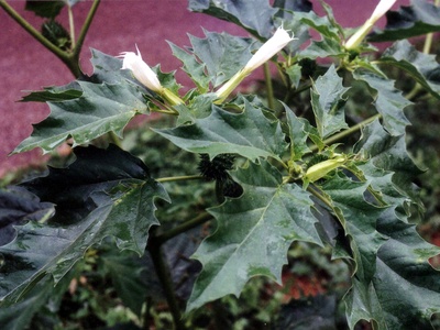 Jimson weed