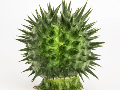 Jimsonweed