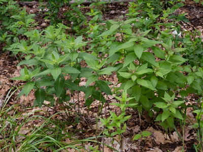 Joe-Pye weed