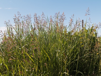 Johnson Grass