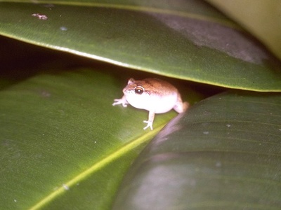 Johnstone's Whistling Frog