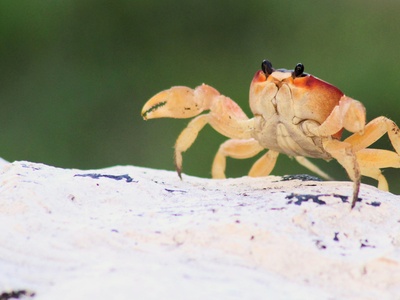 Jonah crab