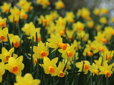 Jonquil