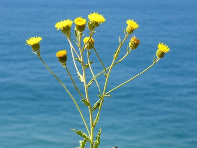 Joppa Scabious