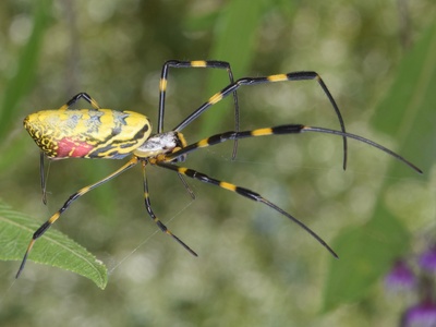 Joro spider