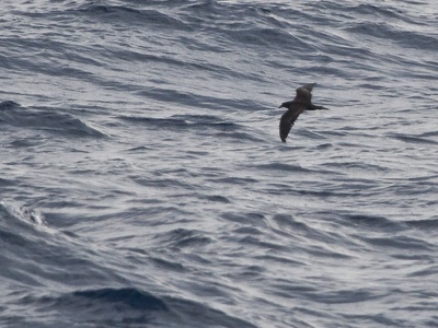 Jouanin's Petrel