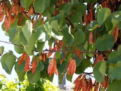 Judas Tree
