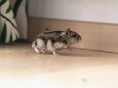 Jumping mouse