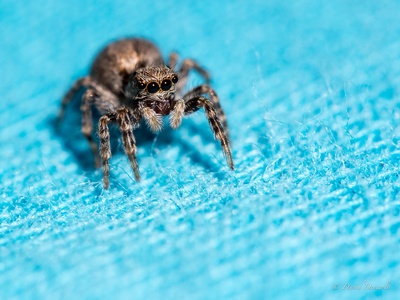 Jumping spider