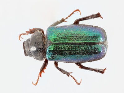 Junebug