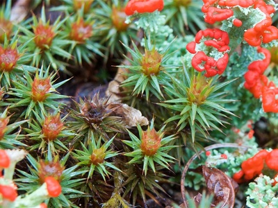 Juniper Haircap Moss