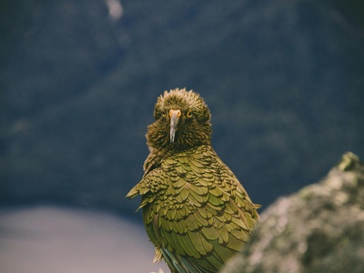 Kakapo