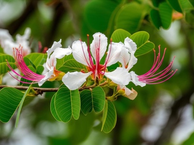 Kalahari Bauhinia
