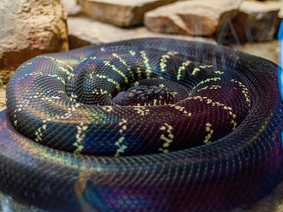 Kalahari Purple-glossed Snake