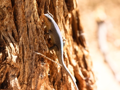 Kalahari Tree Skink