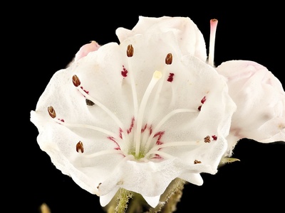 Kalmia