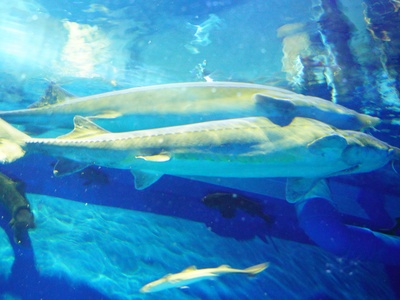 Kaluga sturgeon