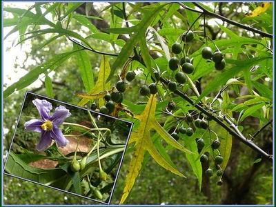 Kangaroo Apple