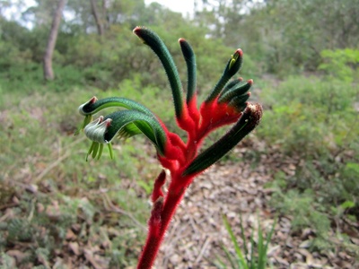 Kangaroo Paw
