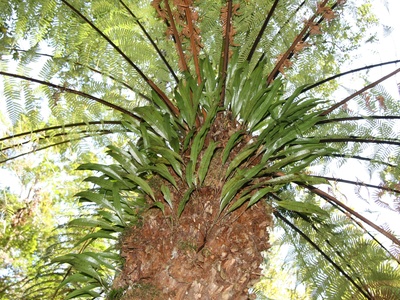 Kangaroo Paw Fern