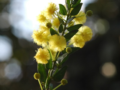 Kangaroo Thorn