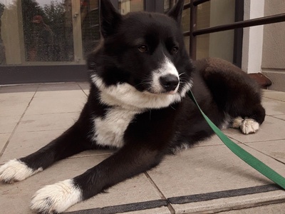 Karelian Bear Dog