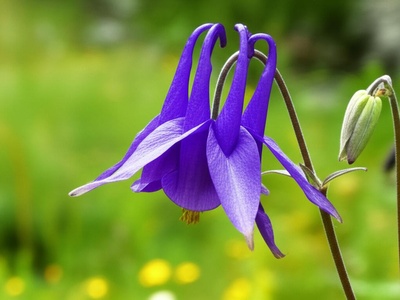 Karelin's Columbine