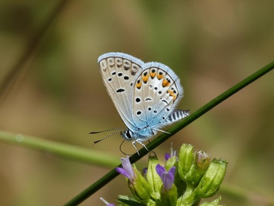 Karkloof Blue Butterfly
