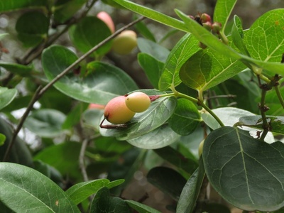 Karonda