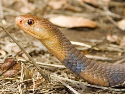 Katian Spitting Cobra