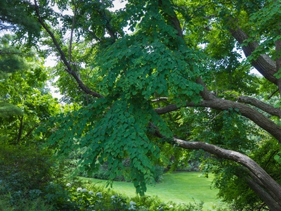 Katsura tree