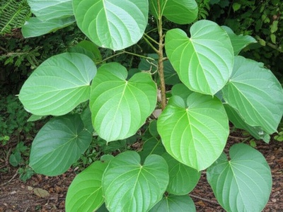 Kava