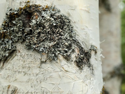 Kenai Birch