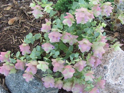 Kent Beauty Oregano