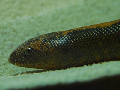 Kenyan Sand Boa