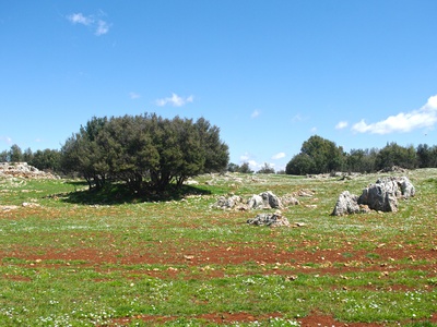Kermes Oak